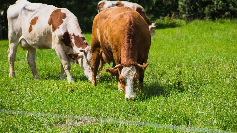 Cattle grazing on a sunny day in a green meadow, showcasing rural farming life.